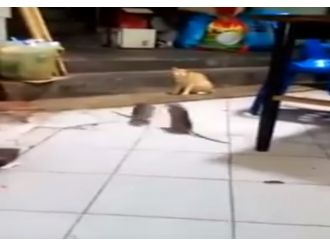 Dev fareler birbirine girdi, kedi şaşkınlıkla izledi