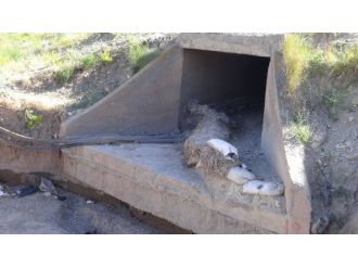 Faciadan dönüldü: Tam 1 ton patlayıcı ele geçirildi