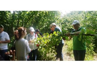 Samsun’un fındık rekoltesinde düşüş