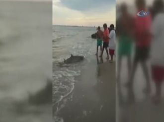 Oltaya köpekbalığı takıldı