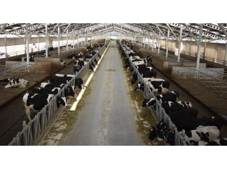 İçme sütü üretimi düştü