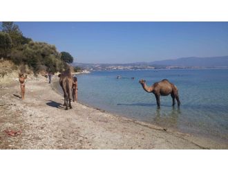 Eski çıplaklar kampı artık develere emanet