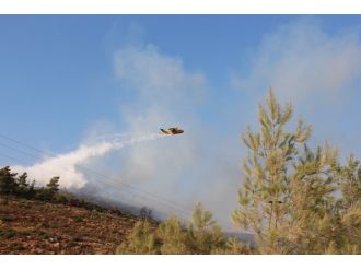 Bodrum’da yüzlerce çam ağacı kül oldu