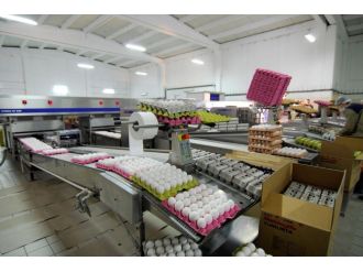 Yumurta ihracatında hareketlilik başladı