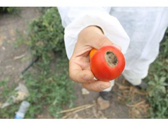 Domateste hastalık uyarısı