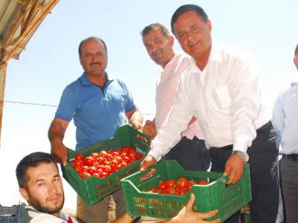 50 bin ton örtü altı domates, Rusya’ya gidiyor