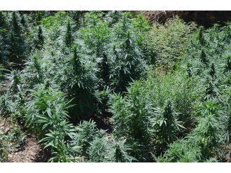 FETÖ’nün kız yurdunda Hint keneviri ele geçirildi