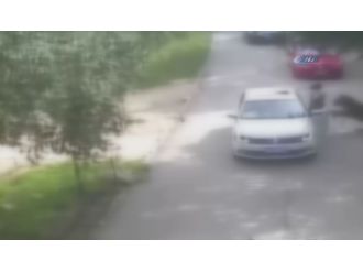 Çin’de kaplan dehşeti: 1 ölü, 1 yaralı