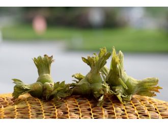 Fındık toplama tarihleri belirlendi