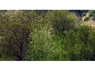 Karı ve koca ormandaki kuyuda ölü bulundu