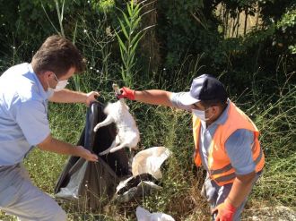 Kediler çuvala konularak kanala atılmış