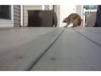 Rakun kendisine süpürge sallayan adama saldırdı