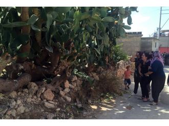 İncir toplarken hayatını kaybetti