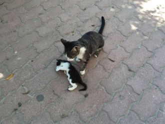 Kedi de olsa o bir anne !