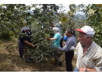Giresun’da fındık hasadı başladı