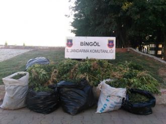 577 kilo esrar, 113 bin kök Hint keneviri!