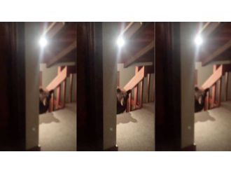 Evi ayılar bastı !