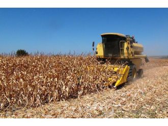 Çukurova’da mısır hasadı başladı