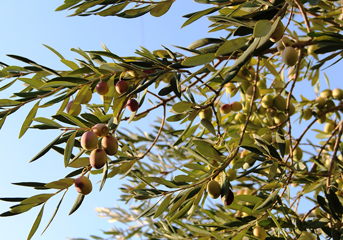 Kahramanmaraş Türkiye Zeytinciliğinde