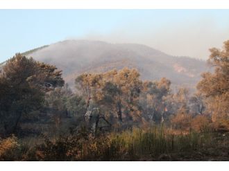 Mangal aşkı 30 hektarlık alanı kül etti