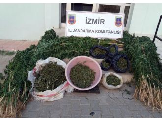 Jandarmadan kenevir bahçesine baskın