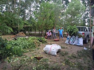 Tarlaya uyuşturucu operasyonu: 1850 kök kenevir ele geçirildi