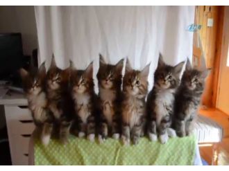 7 yavru kediden senkronize dans şov