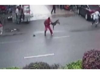 Başıboş köpek dehşet saçtı