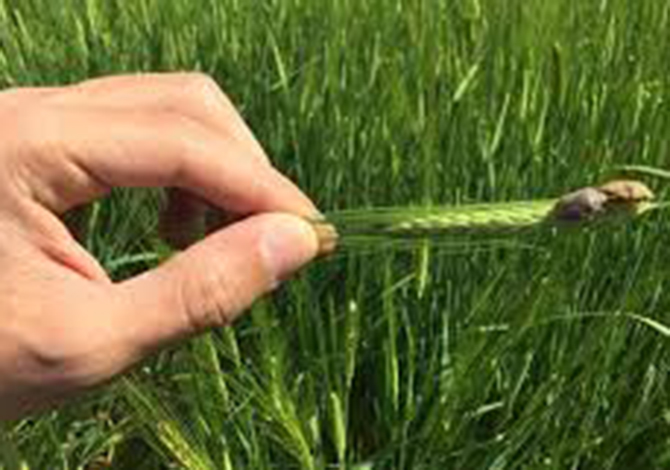 Süne Zararlısına Geçit Yok