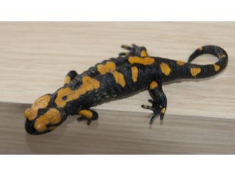 Yolda semender buldu