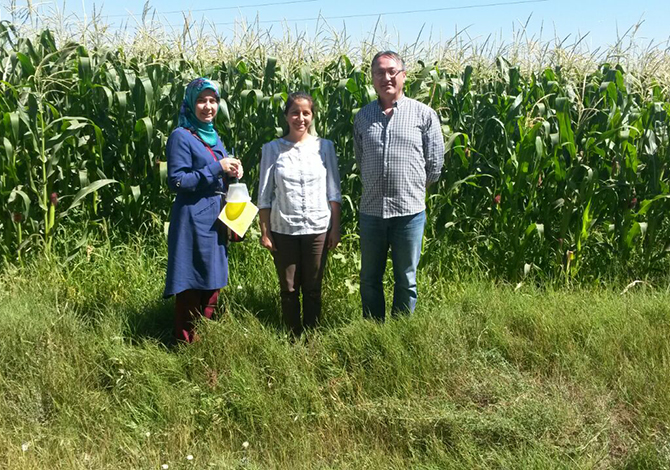 ’Batı Mısır Kök Kurdu’