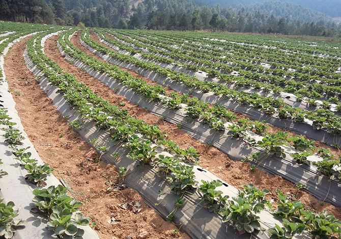 “Bitki Koruma Ürünleri Uygulama Eğitimi” Verildi