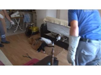 Çekyattan onlarca kedi fırladı