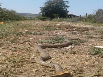 4 metre uzunluğundaki yılanı son anda fark etti yoksa...