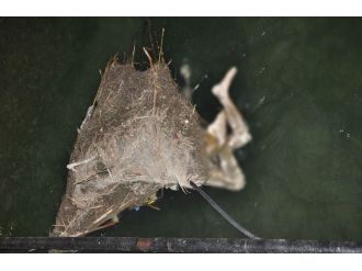 Sulama kanalında ceste bulundu