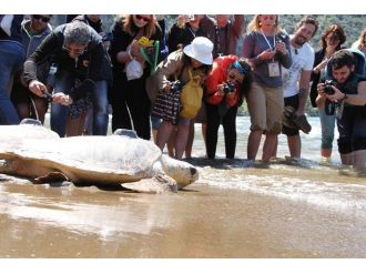 Caretta carettaların saldırısına uğrayan 5 kişi yaralandı
