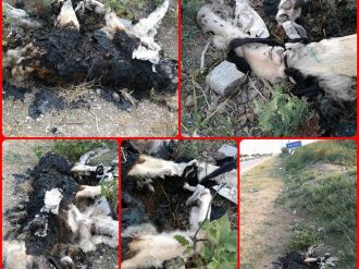 Köpeği vahşice katlettiler