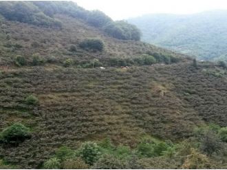 Fındık toplamaya giderken ölüme gittiler