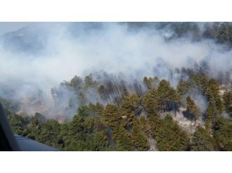 Çanakkale’de orman yangını