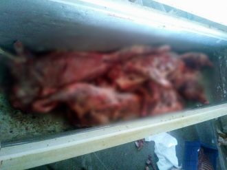 Aydın’da 450 kilo domuz eti ele geçirildi