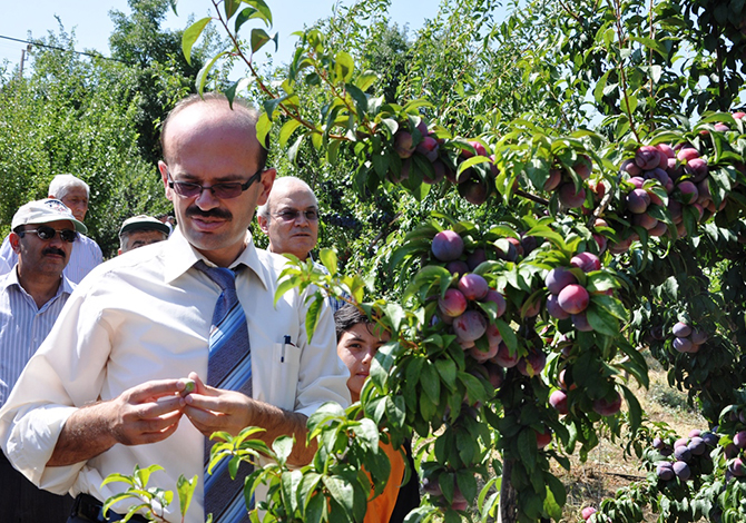 Kahramanmaraş Japon Grubu Erik Yetiştiriciliğinde