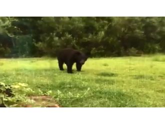 Davetsiz misafir ne umduğunu ne de bulduğunu yiyebildi