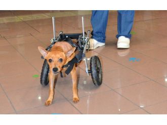 Carlos’u hayata bağlayan yürüteç