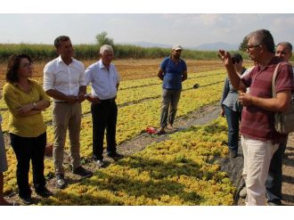 CHP heyetinden üzüm bağlarında inceleme