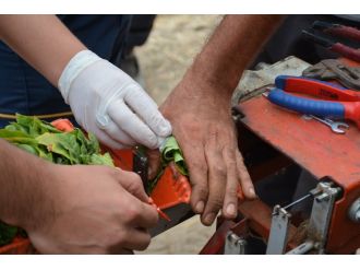 Tütün dizme makinesi iğneleri eline saplandı