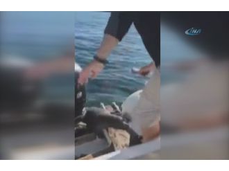 Fok balığı katil balinalardan böyle kaçtı