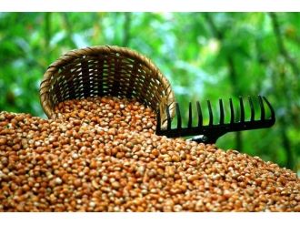 Rekolte düştü, fiyatlar arttı