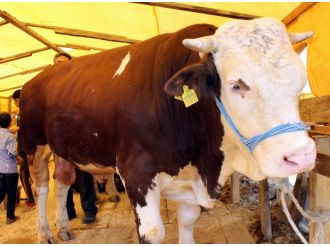 Otomobil fiyatına kurbanlık