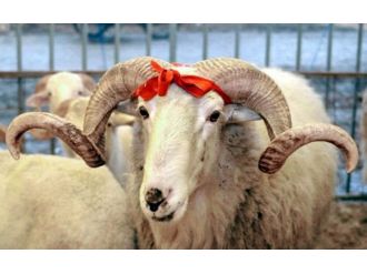 Kurbanlık fiyatları açıklandı