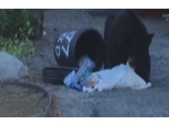 Aç kalan ayı çöpleri böyle karıştırdı